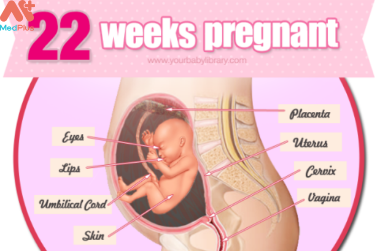 Sự phát triển của thai nhi tuần thứ 22