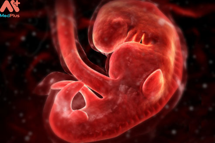 Cơ thể thai nhi hình thành tuần thai nhi thứ 6