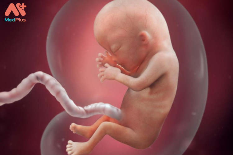 Sự phát triển của thai nhi tuần thứ 13