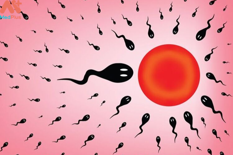Trứng và tinh trùng ảnh hưởng gì đến việc thụ thai