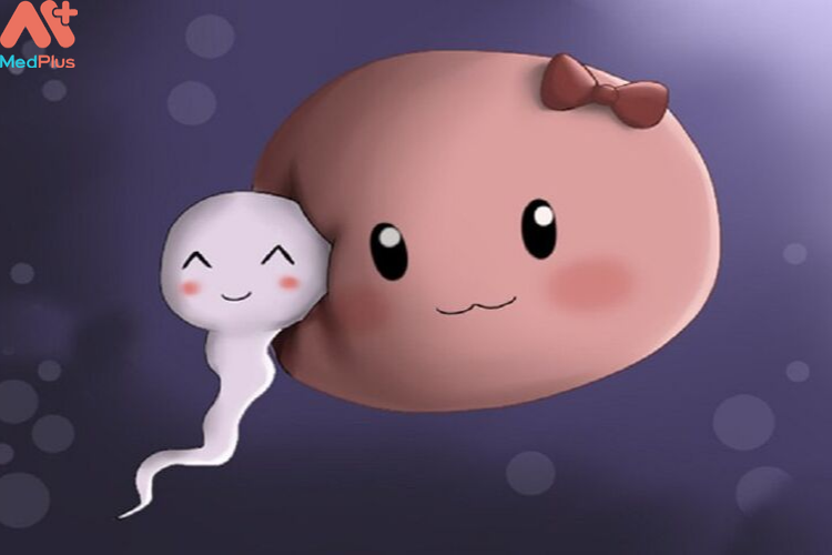 Trứng và tinh trùng, hai nhân tố xác định cho việc thụ thai thành công