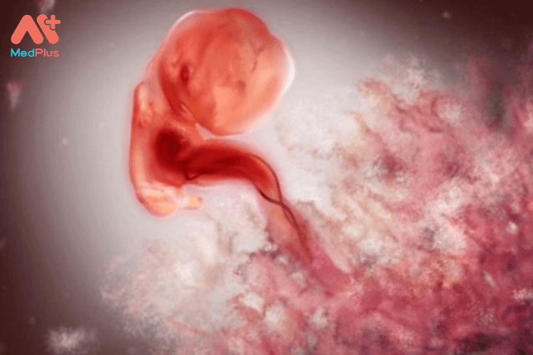 Sự phát triển của thai nhi tuần 3