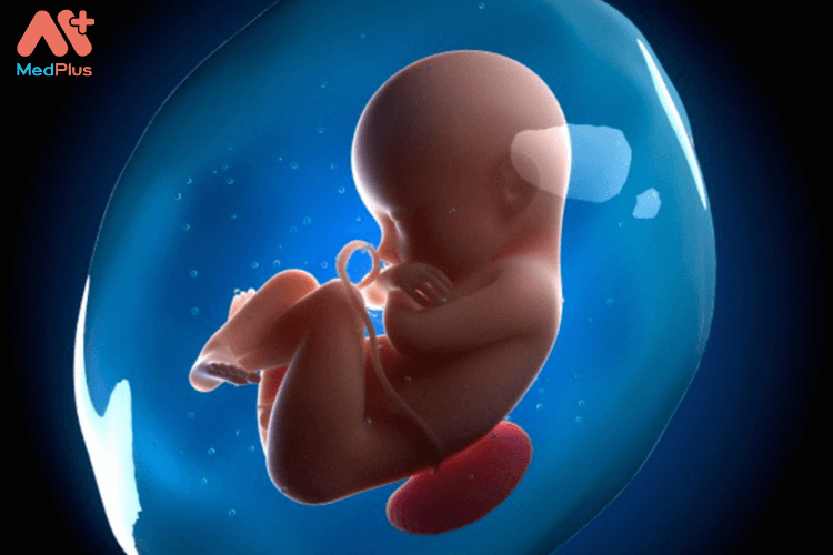 Sự phát triển của thai nhi tuần 4