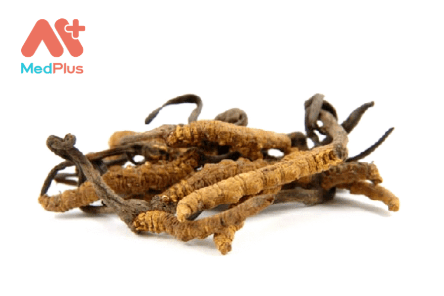 Lợi ích của đông trùng hạ thảo