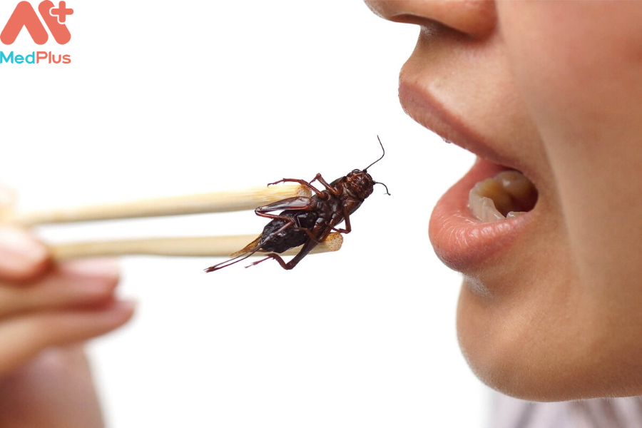 Lợi ích của dế