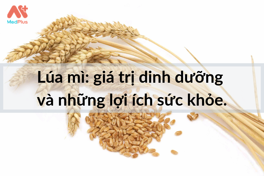Lúa mì: giá trị dinh dưỡng và những lợi ích sức khỏe.