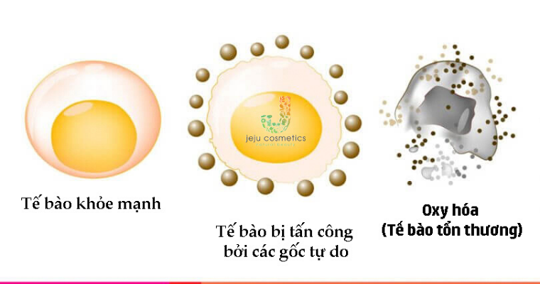 Quá trình oxy hóa tế bào