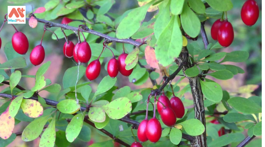 Quả barberry