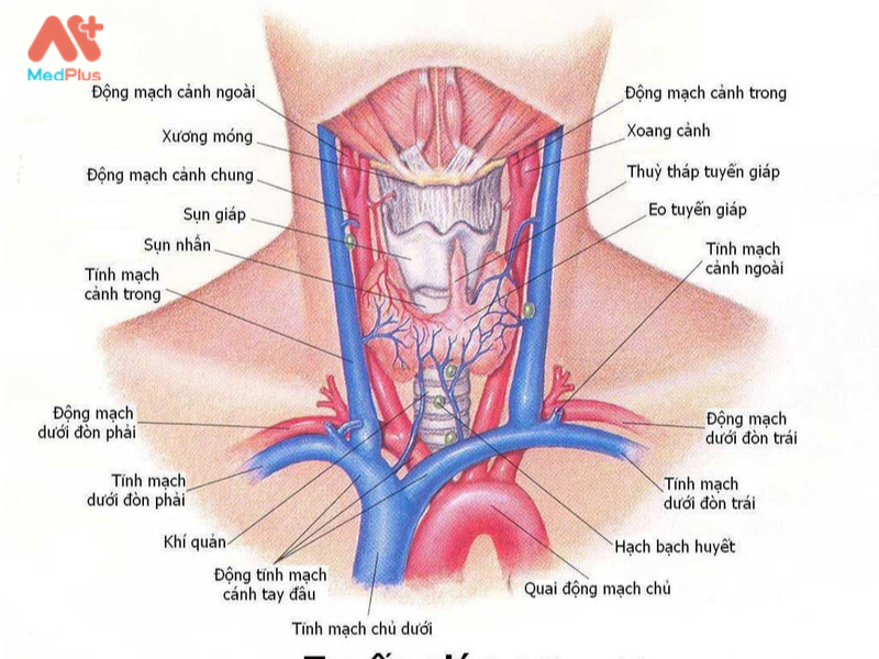 Tuyến giáp.