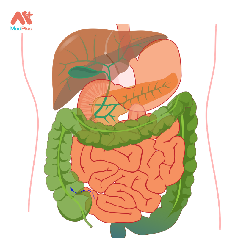 Hỗ trợ hệ tiêu hóa khỏe mạnh.