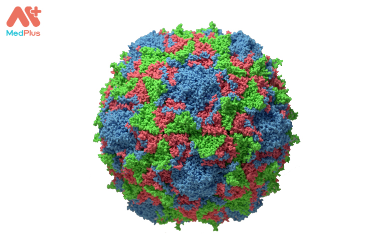 Virus Poliomyelitis nguyên nhân gây bệnh bại liệt