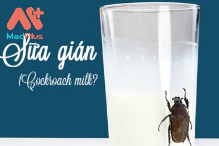 Sữa gián là gì? Lợi ích bất ngờ mà nó mang lại 141 Lợi ích của sữa gián