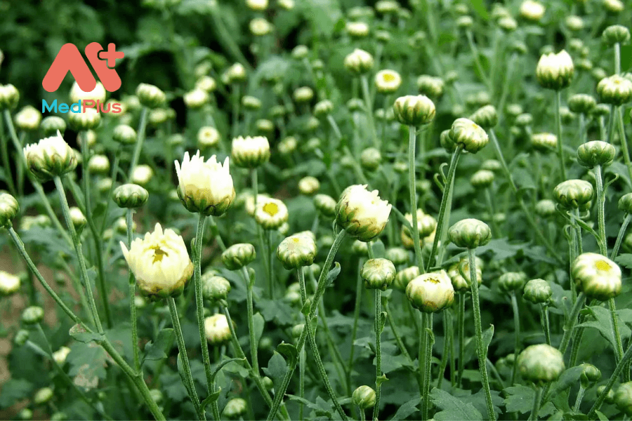 Hoa tiểu cúc và 5 tác dụng sức khỏe bất ngờ 134 Tác dụng của hoa tiểu cúc