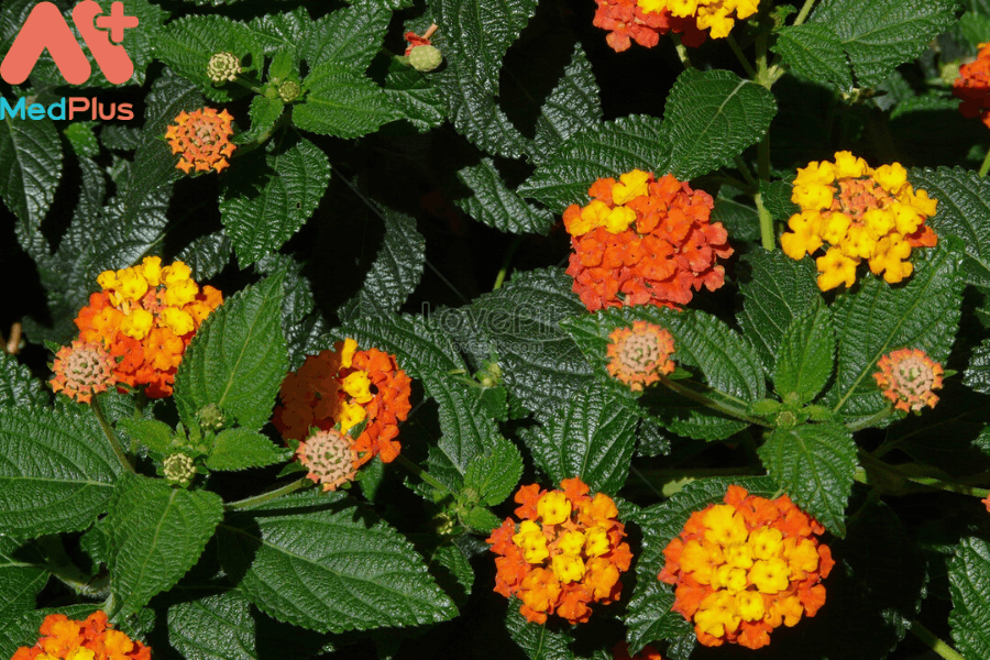 Lợi ích của bông ổi