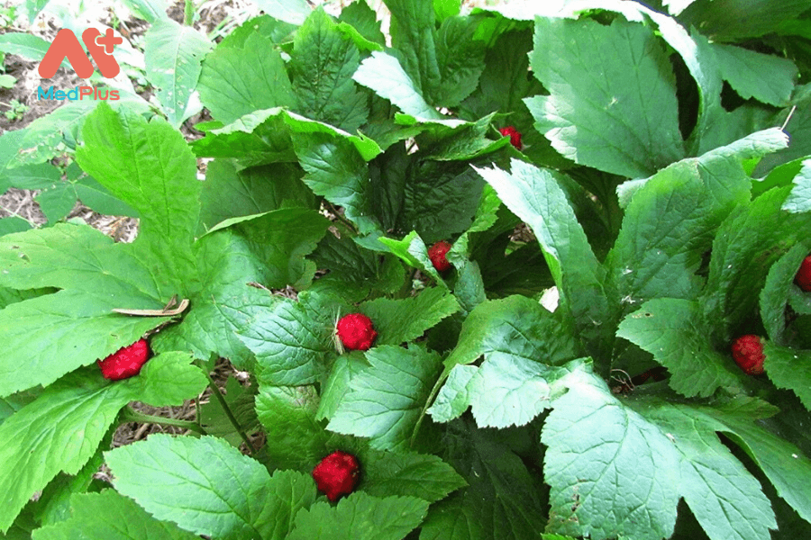 Lợi ích của hải cẩu vàng