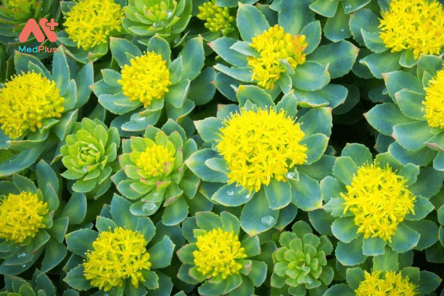 Lợi ích của cây rễ vàng