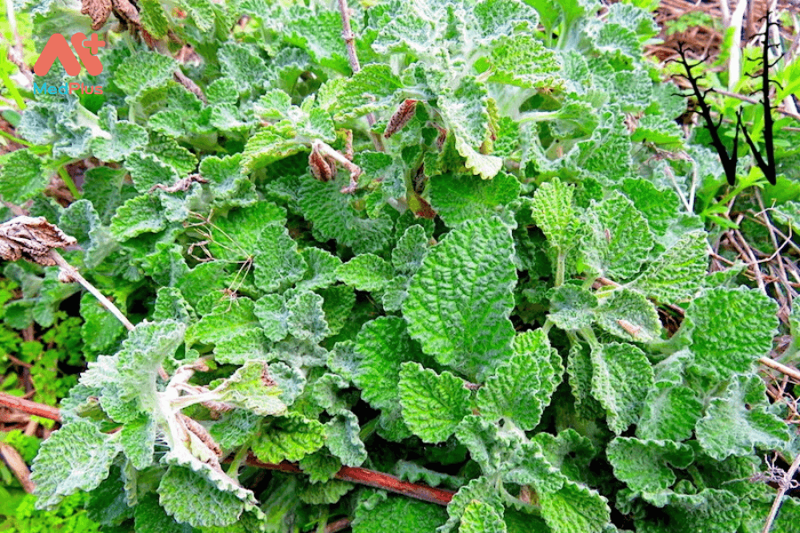 Lợi ích của cây bạc hà đắng