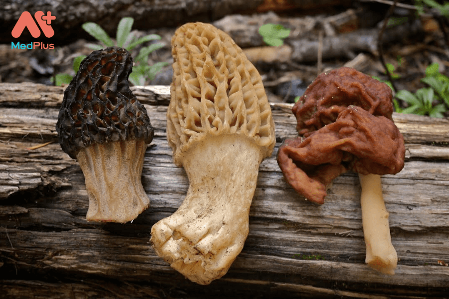 Lợi ích của nấm bụng dê