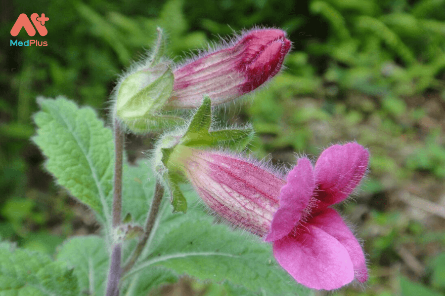 Lợi ích của cây địa hoàng