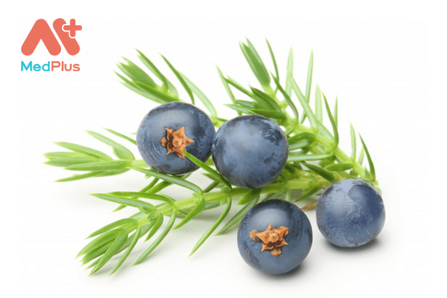 Tác dụng của quả bách xù/ juniper berry