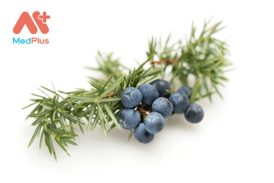 Tác dụng của quả bách xù/ juniper berry