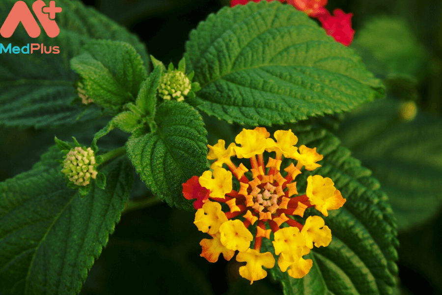 Lợi ích của bông ổi