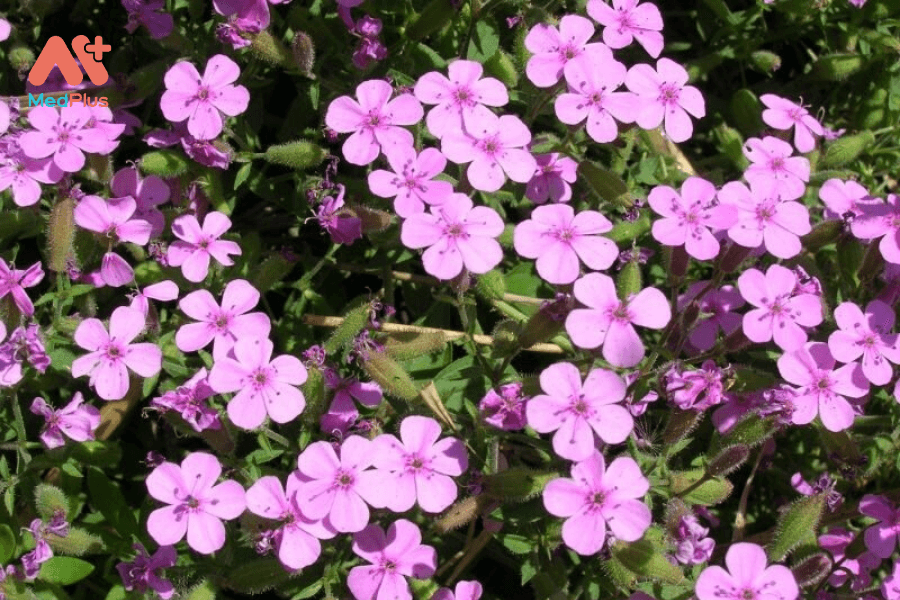 Lợi ích của cây xà phòng