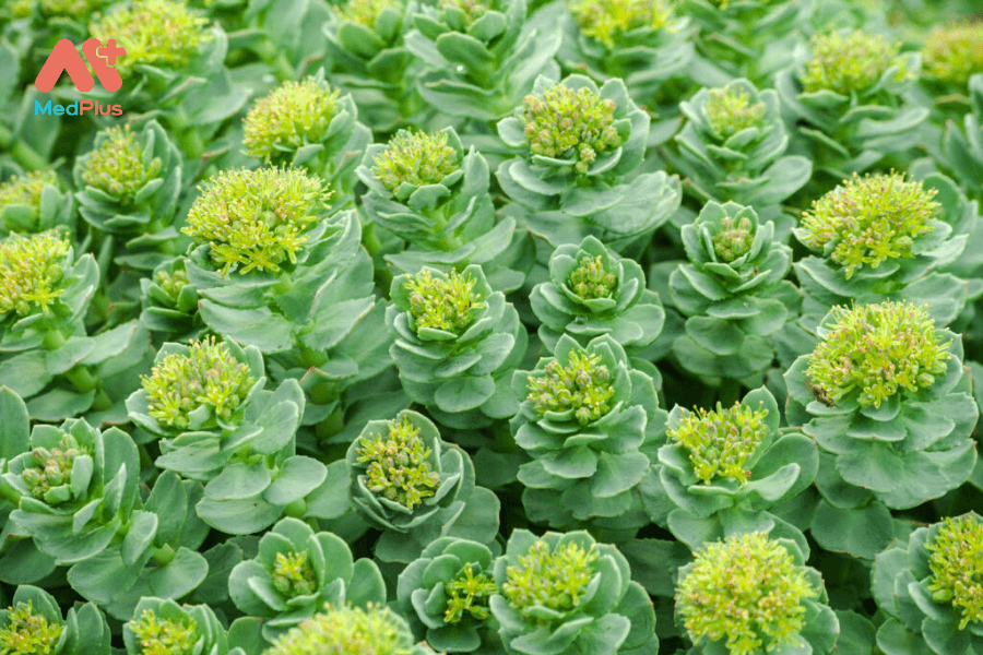 Lợi ích của cây rễ vàng