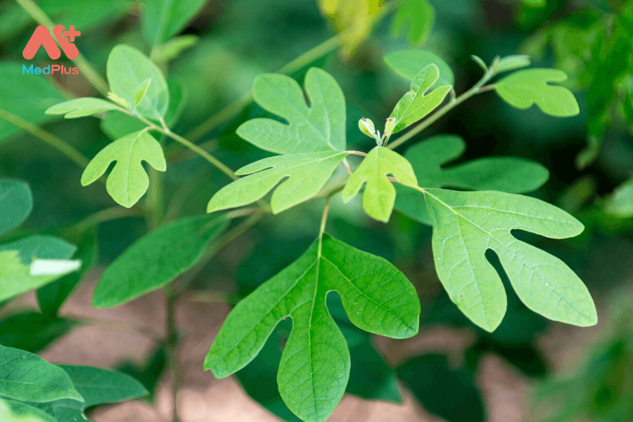 Lợi ích của cây de vàng