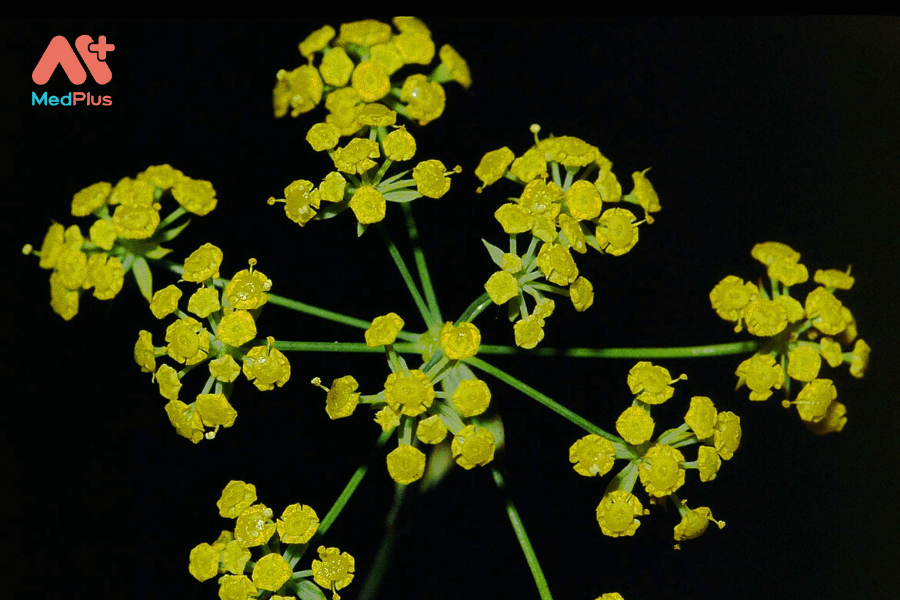 Sài hồ: Thảo dược cổ đại giải độc giúp tăng cường sức khỏe gan 127 Lợi ích của sài hồ