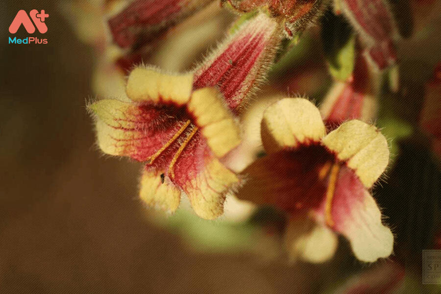 Lợi ích của cây địa hoàng