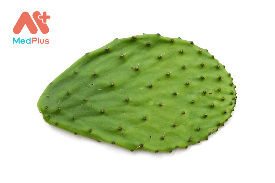 Tác dụng của xương rồng nopal