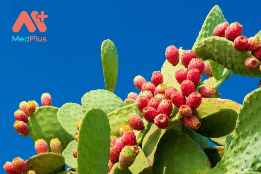 Tác dụng của xương rồng nopal