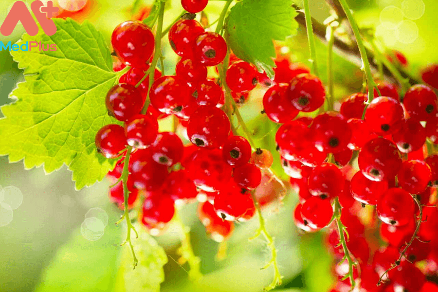Lợi ích của quả lý chua đỏ