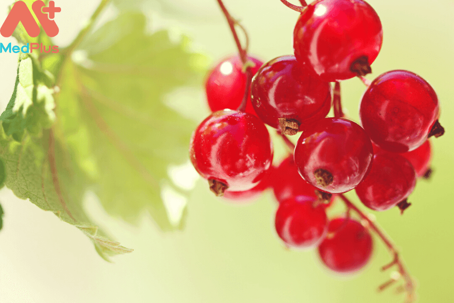 Red currant có được trồng ở Việt Nam không?
