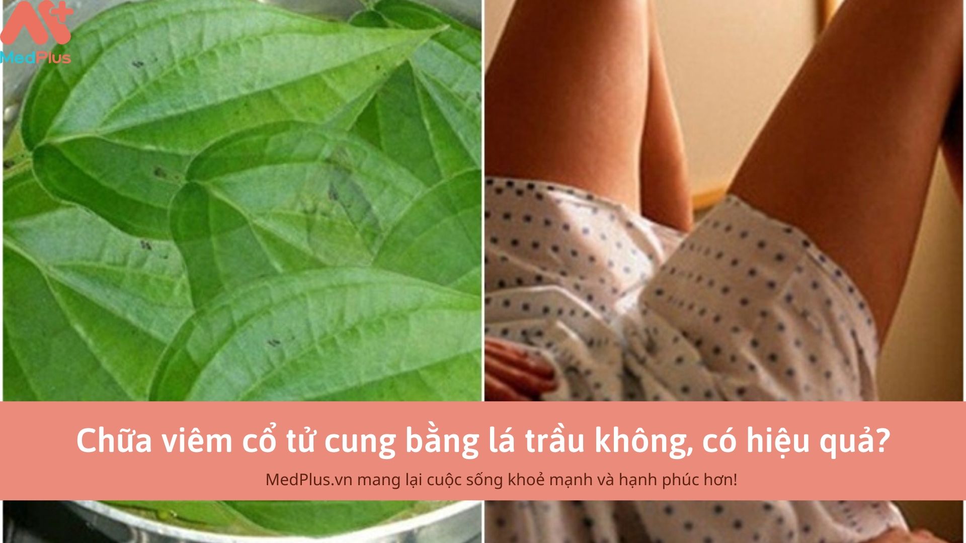 Chữa viêm cổ tử cung bằng lá trầu không, có hiệu quả?
