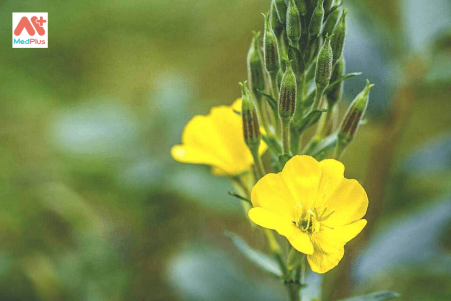 Dầu hoa anh thảo và những lợi ích đối với sức khỏe 136 Dầu hoa anh thảo và những lợi ích đối với sức khỏe