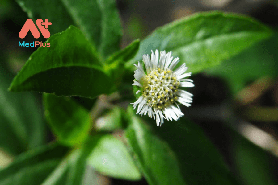 Lợi ích của cỏ mực