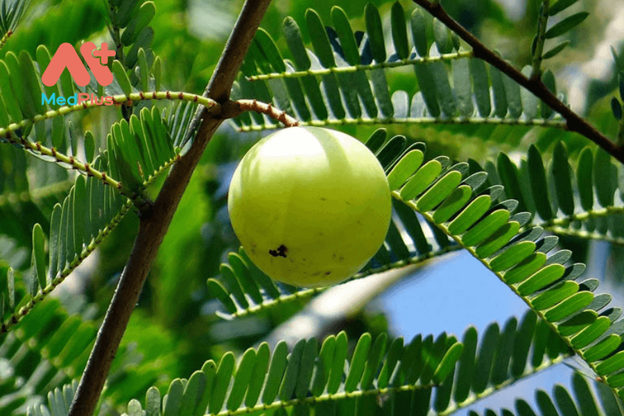 Lợi ích của me rừng