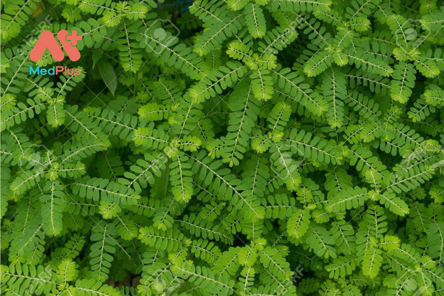 Lợi ích của diệp hậu châu