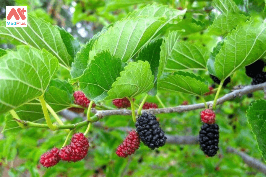 Lá cây dâu tằm và những lợi ích đối với sức khỏe 135 Lá dâu tằm và những lợi ích đối với sức khỏe