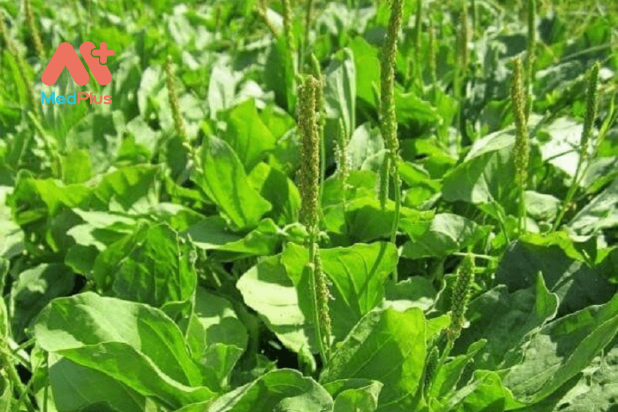 Lợi ích của mã đề