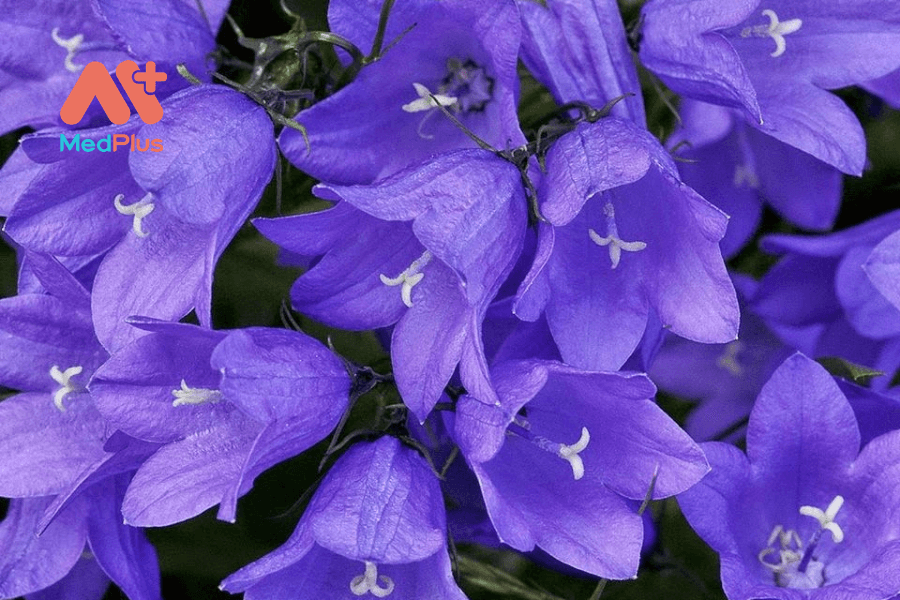 Lợi ích của hoa cát cánh