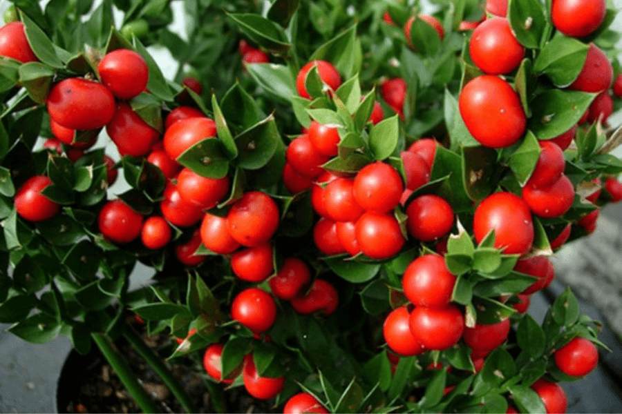 Lợi ích của cây đậu chổi