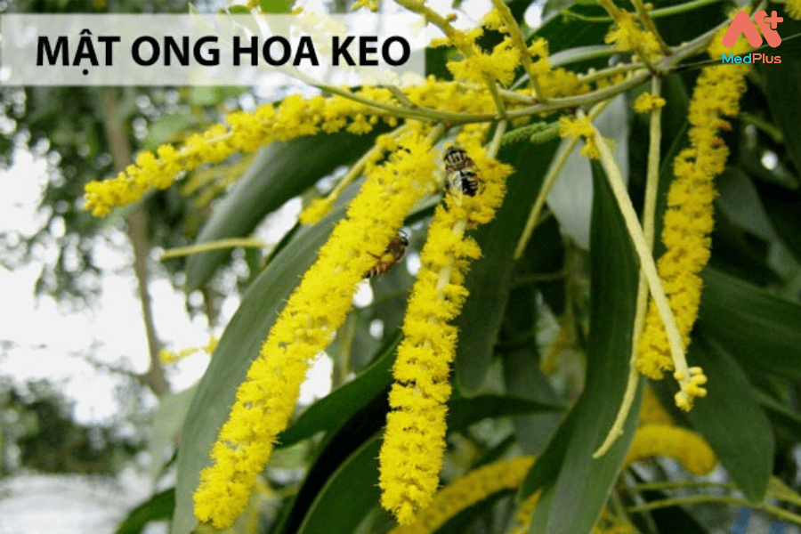 Mật ong hoa keo và những lợi ích đối với sức khỏe