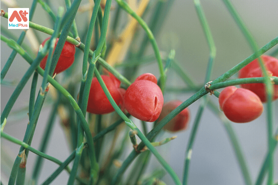 Ma hoàng lợi ích và tác dụng phụ tiềm ẩn