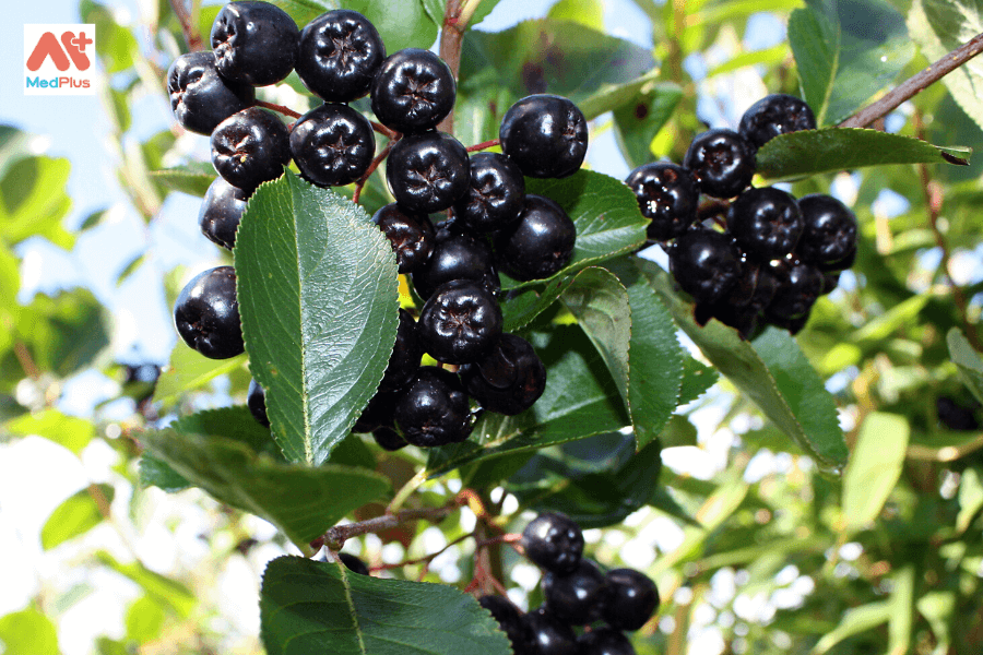 Quả Maqui Berry là gì? Lợi ích tuyệt vời đối với sức khỏe 132 Maqui Berry và những lợi ích đố