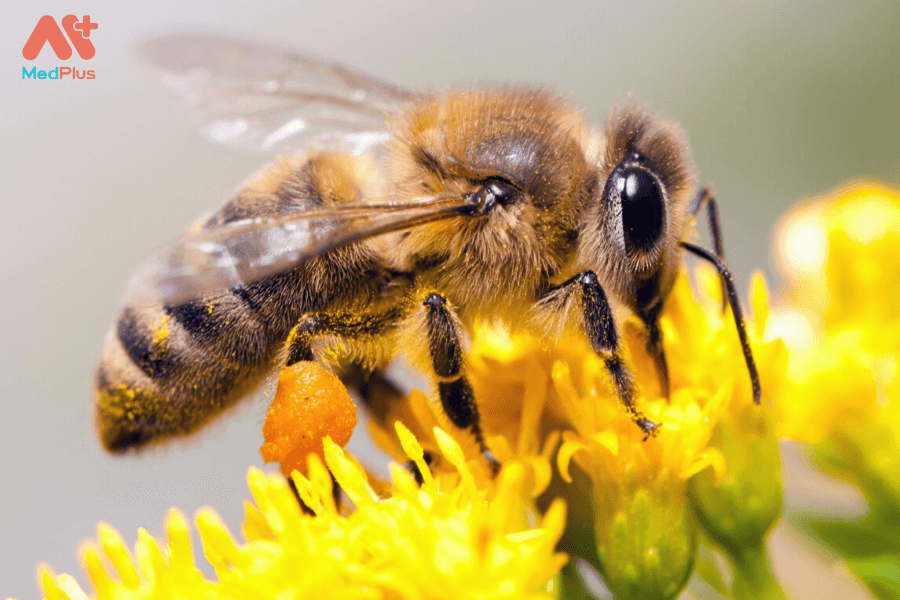 Phấn ong và những lợi ích đối với sức khỏe
