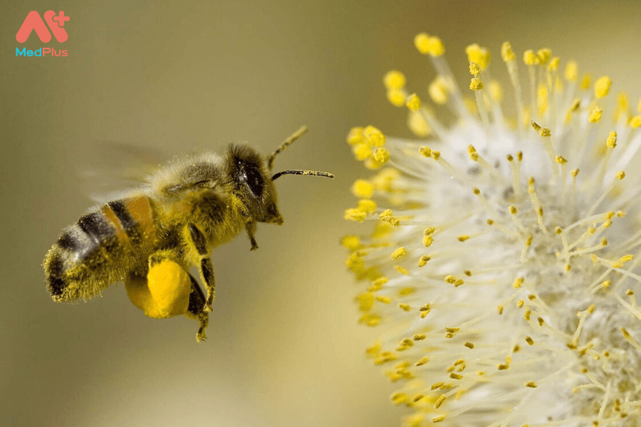 Phấn ong