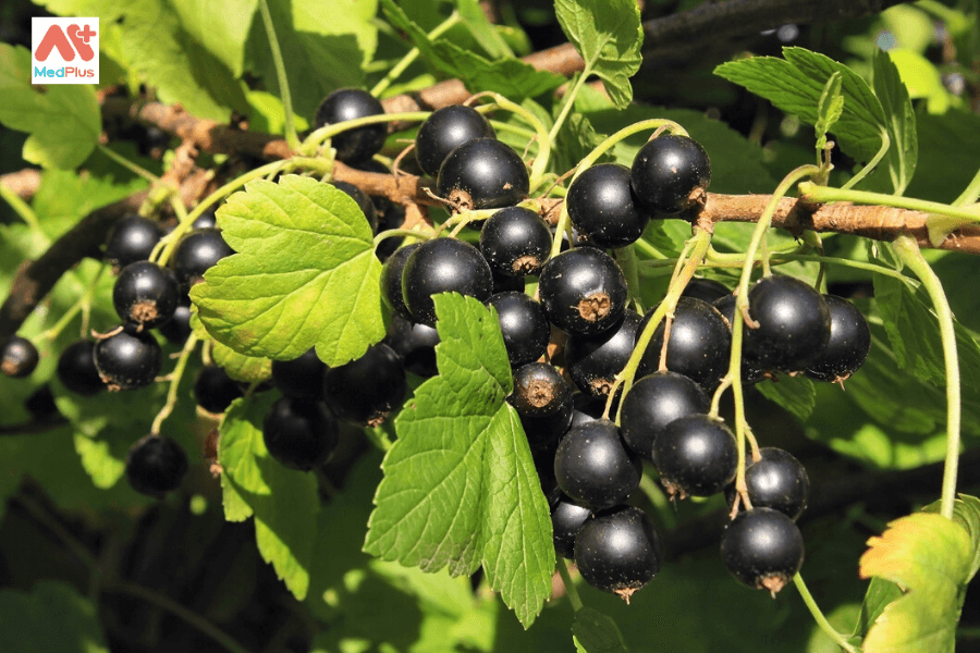 Quả lý chua đen là gì? Lợi ích đối với sức khỏe 131 Quả lý chua đen và những lợi ích đối với sức khỏe